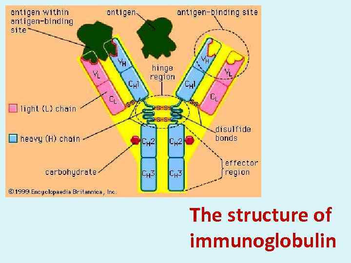 The structure of immunoglobulin 