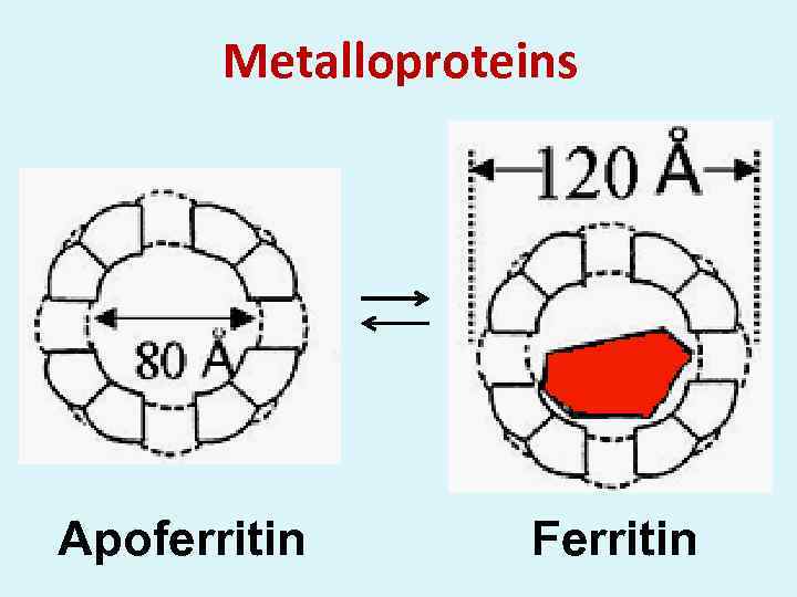 Metalloproteins Apoferritin Ferritin 
