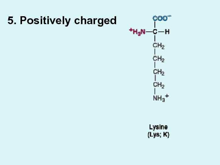 5. Positively charged 