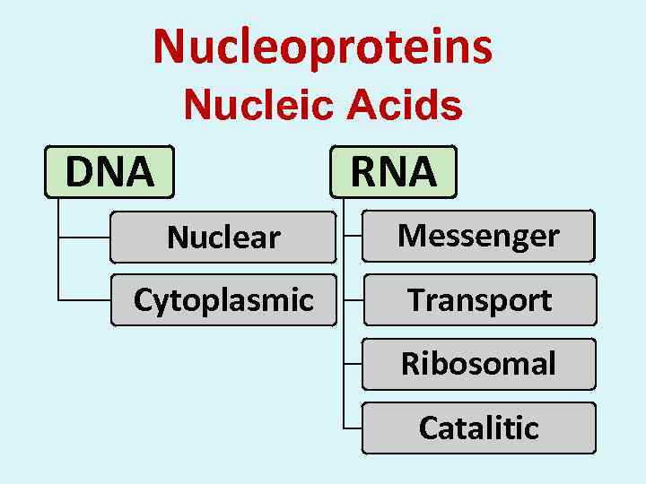 Nucleoproteins Nucleic Acids DNA RNA Nuclear Messenger Cytoplasmic Transport Ribosomal Catalitic 
