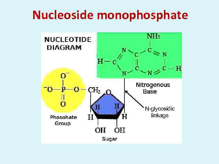 Nucleoside monophosphate N-glycosidic linkage 