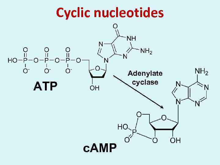 Cyclic nucleotides Adenylate cyclase ATP c. AMP 