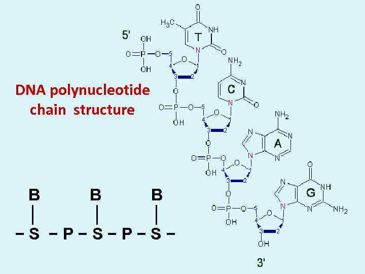 DNA polynucleotide chain structure B B B │ │ │ − S − P