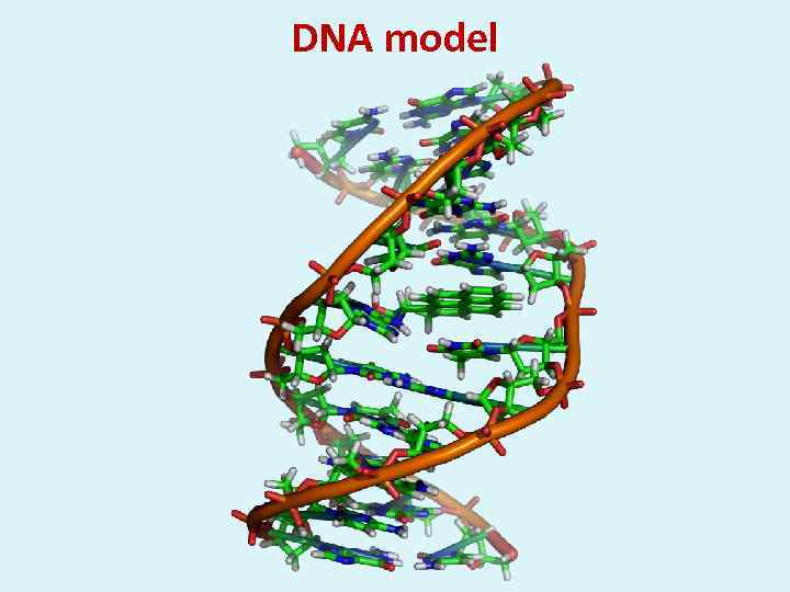 DNA model 