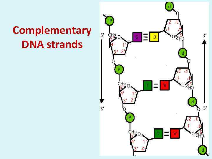 Complementary DNA strands 
