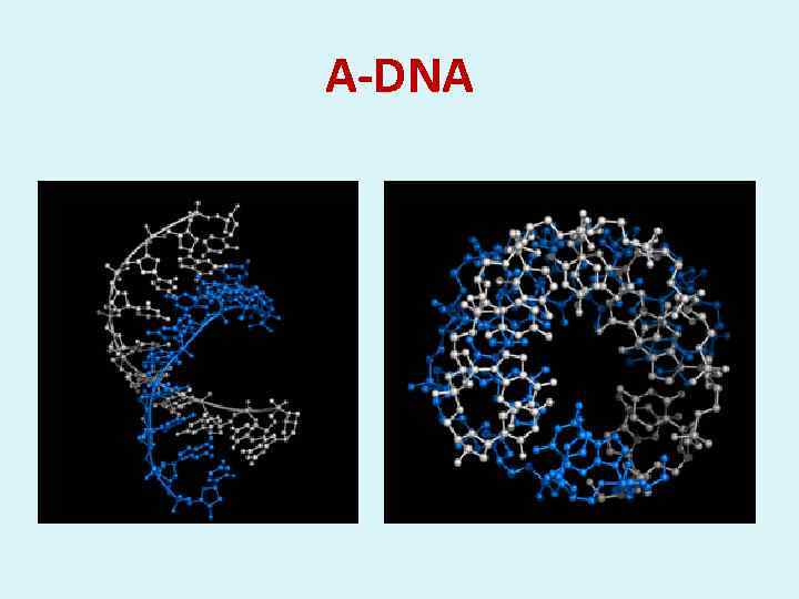 А-DNA 