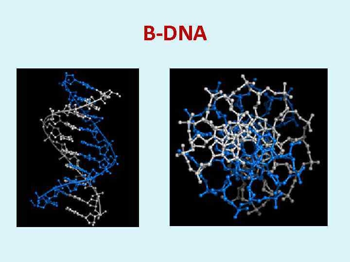 В-DNA 