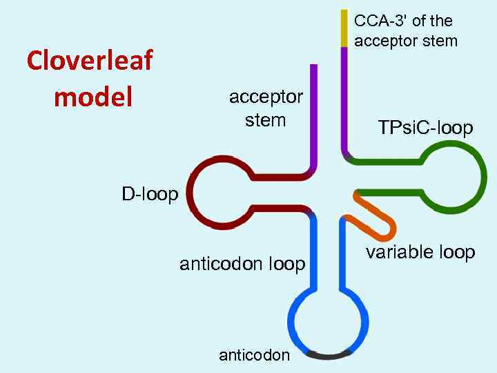 Cloverleaf model CCA-3' of the acceptor stem TPsi. C-loop D-loop anticodon variable loop 