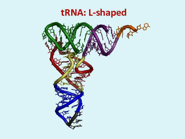 t. RNA: L-shaped 