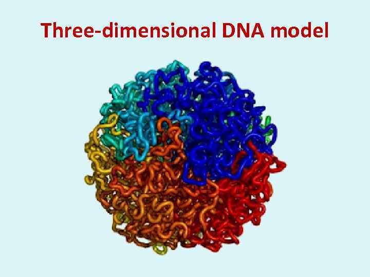 Three-dimensional DNA model 