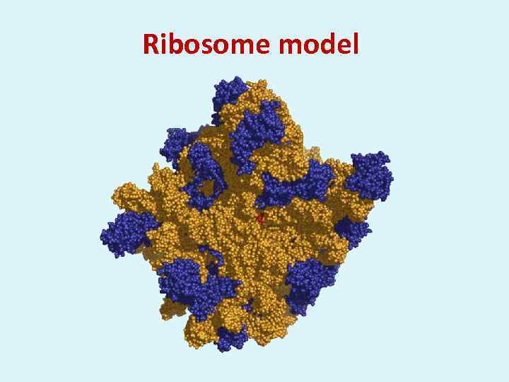 Ribosome model 