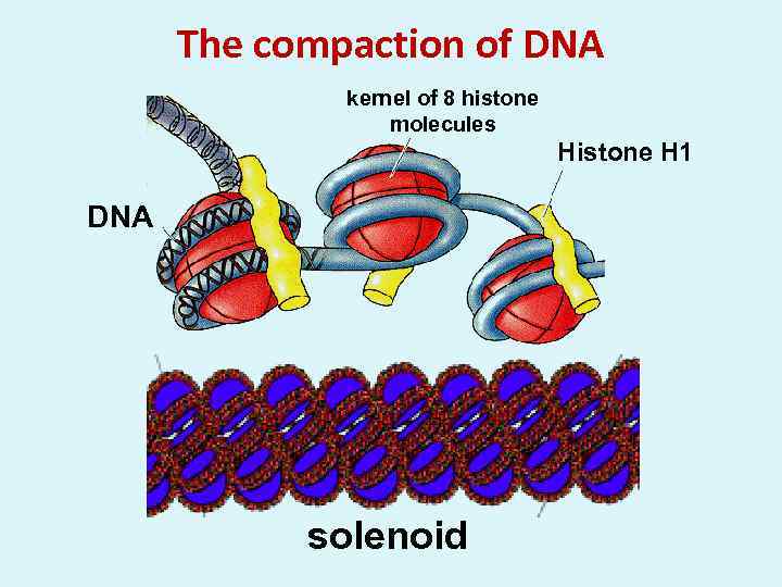 The compaction of DNA kernel of 8 histone molecules Histone H 1 DNA solenoid