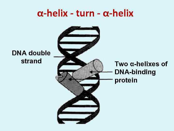 α-helix - turn - α-helix DNA double strand Two α-helixes of DNA-binding protein 