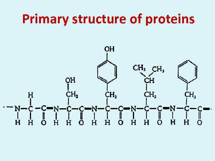 Primary structure of proteins 