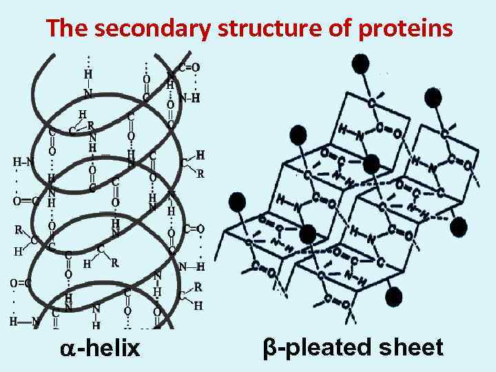 The secondary structure of proteins -helix β-pleated sheet 
