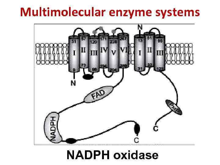 Multimolecular enzyme systems NADPH oxidase 