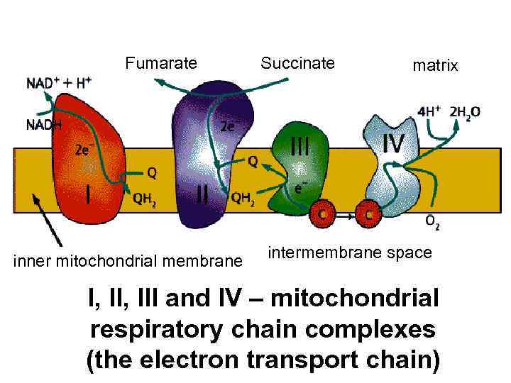Fumarate inner mitochondrial membrane Succinate matrix intermembrane space I, III and IV – mitochondrial