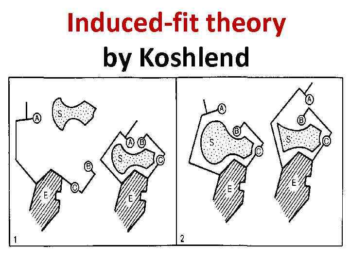Induced-fit theory by Koshlend 