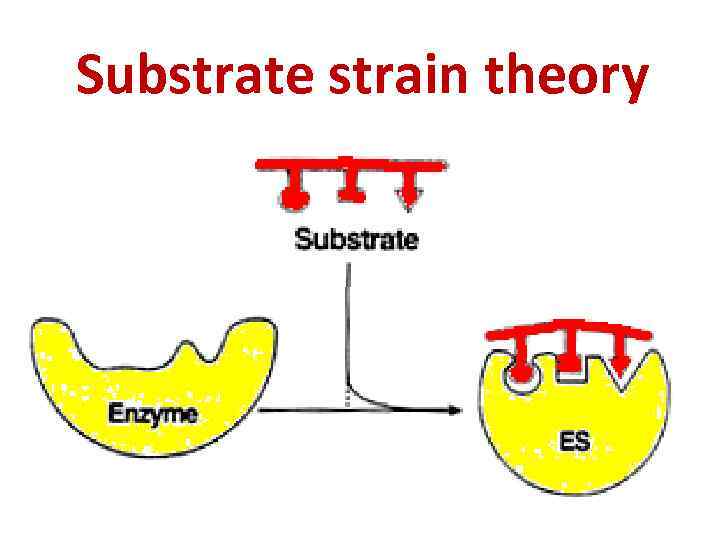 Substrate strain theory 