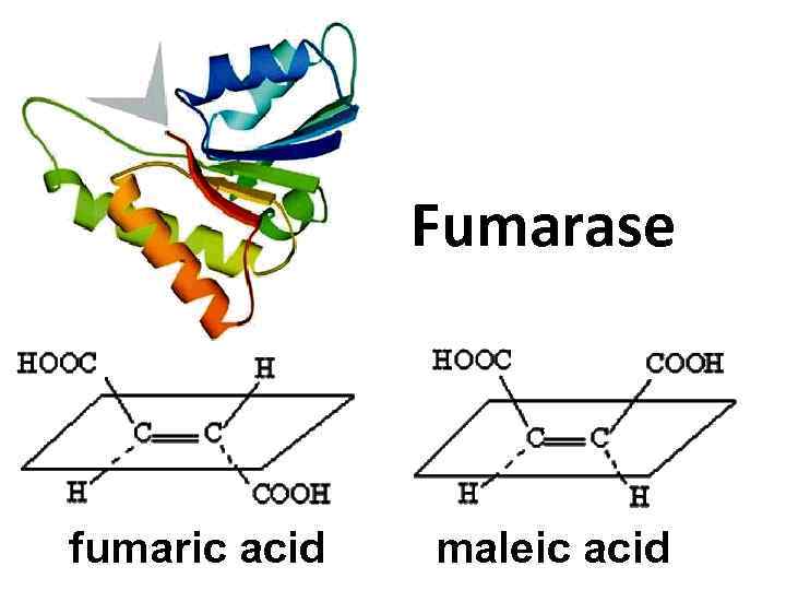Fumarase fumaric acid maleic acid 