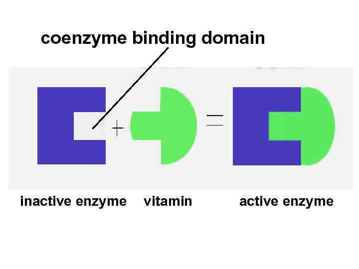 coenzyme binding domain inactive enzyme vitamin active enzyme 