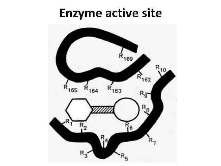 Enzyme active site 