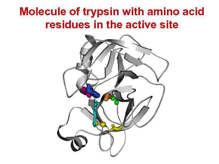 Molecule of trypsin with amino acid residues in the active site 