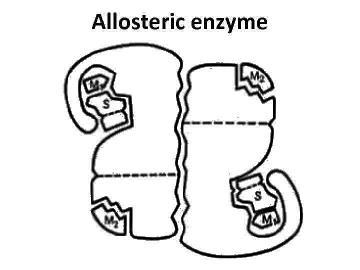 Allosteric enzyme 