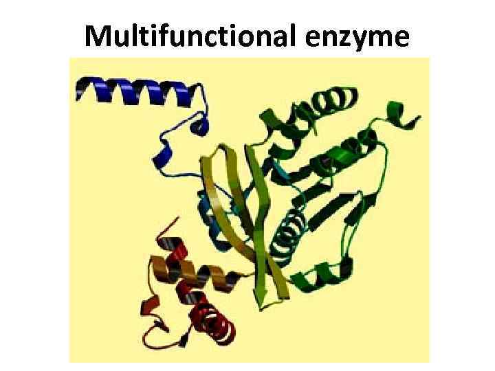 Multifunctional enzyme 