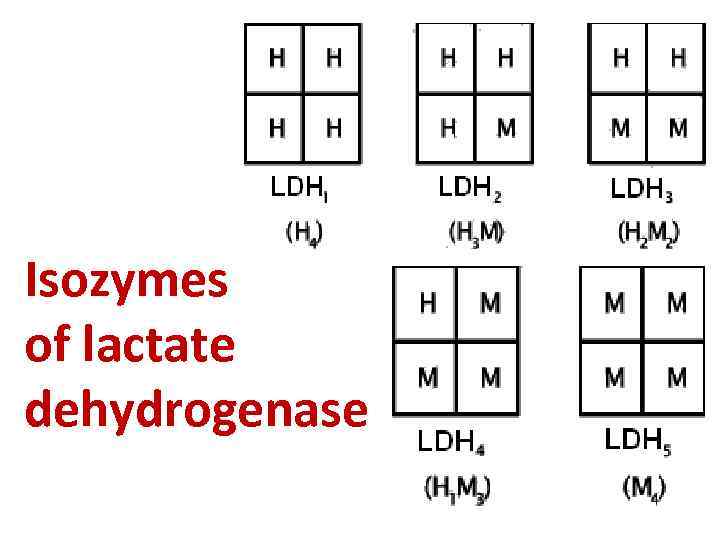 Isozymes of lactate dehydrogenase 