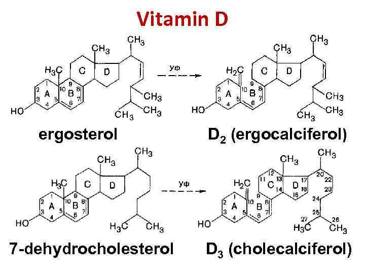 Vitamin D ergosterol D 2 (ergocalciferol) 7 -dehydrocholesterol D 3 (cholecalciferol) 