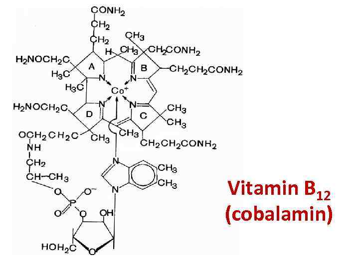 Vitamin B 12 (cobalamin) 