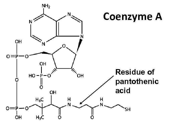 Coenzyme A Residue of pantothenic acid 