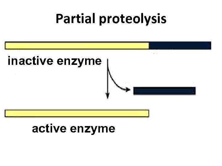 Partial proteolysis inactive enzyme 