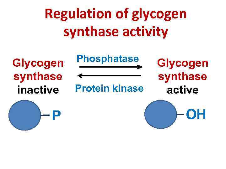 Regulation of glycogen synthase activity Glycogen synthase inactive P Phosphatase Protein kinase Glycogen synthase