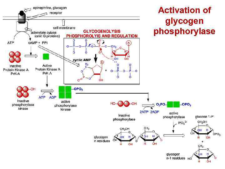 Activation of glycogen phosphorylase 