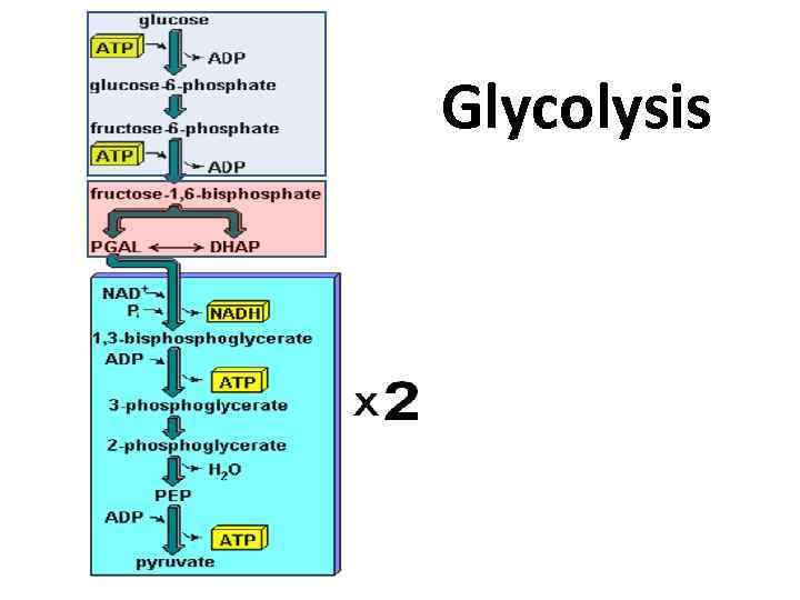 Glycolysis 