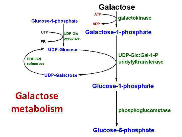 Galactose metabolism 