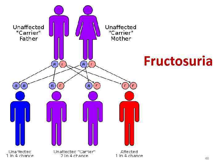 Fructosuria 48 