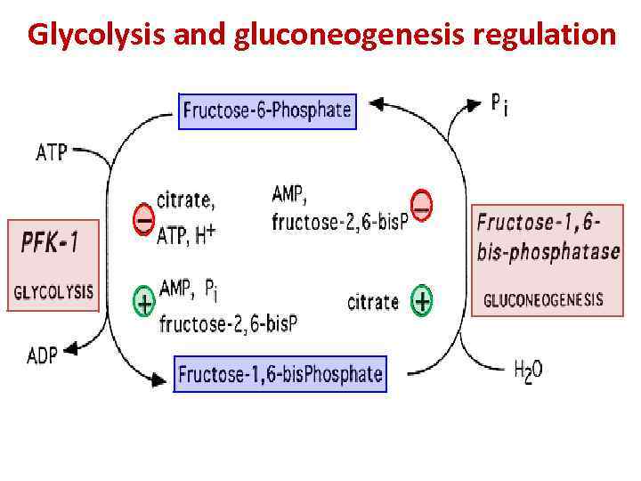 Glycolysis and gluconeogenesis regulation 