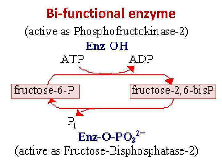 Bi-functional enzyme 