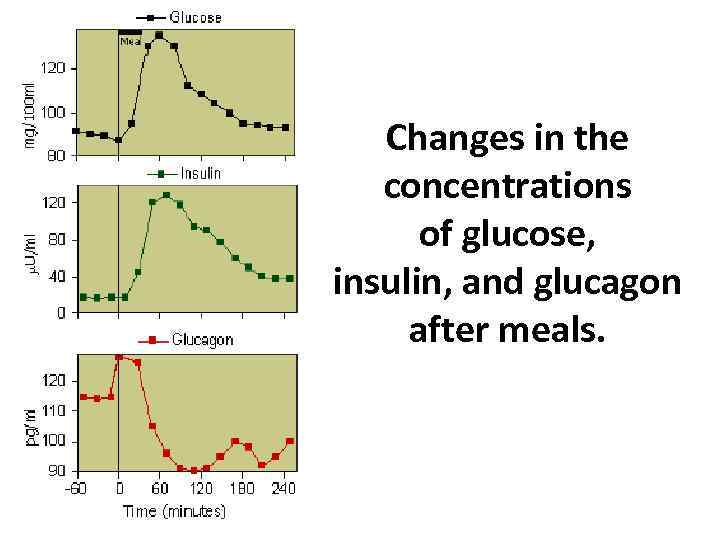 Changes in the concentrations of glucose, insulin, and glucagon after meals. 