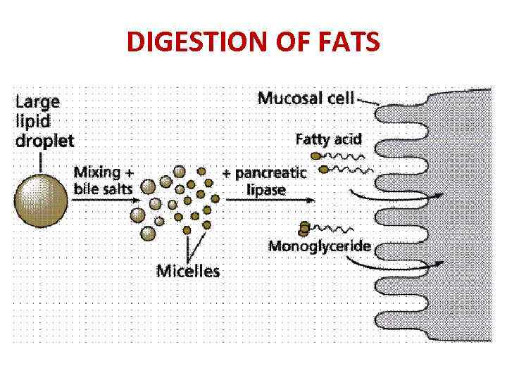 DIGESTION OF FATS 