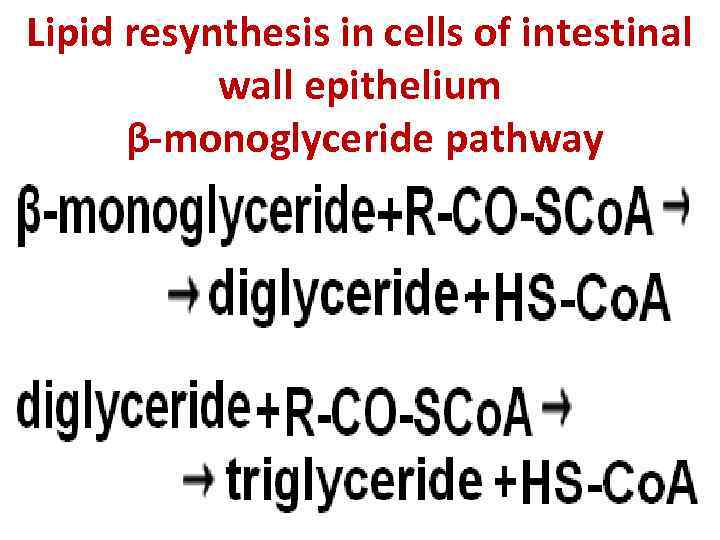 Lipid resynthesis in cells of intestinal wall epithelium β-monoglyceride pathway 