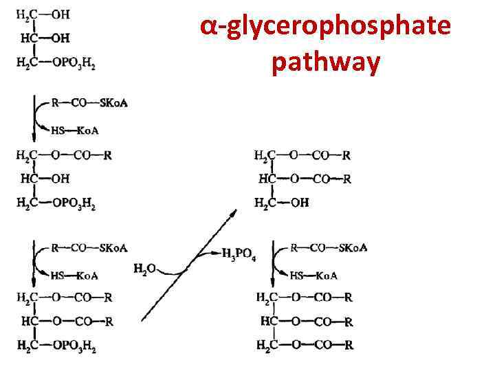 α-glycerophosphate pathway 