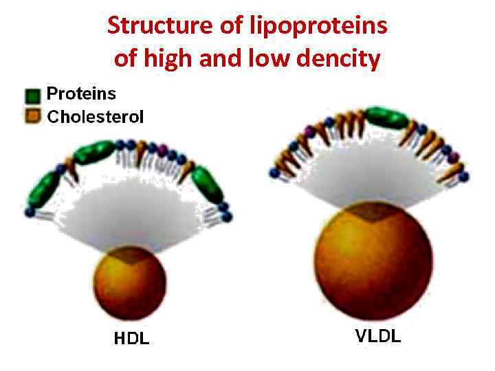 Structure of lipoproteins of high and low dencity 