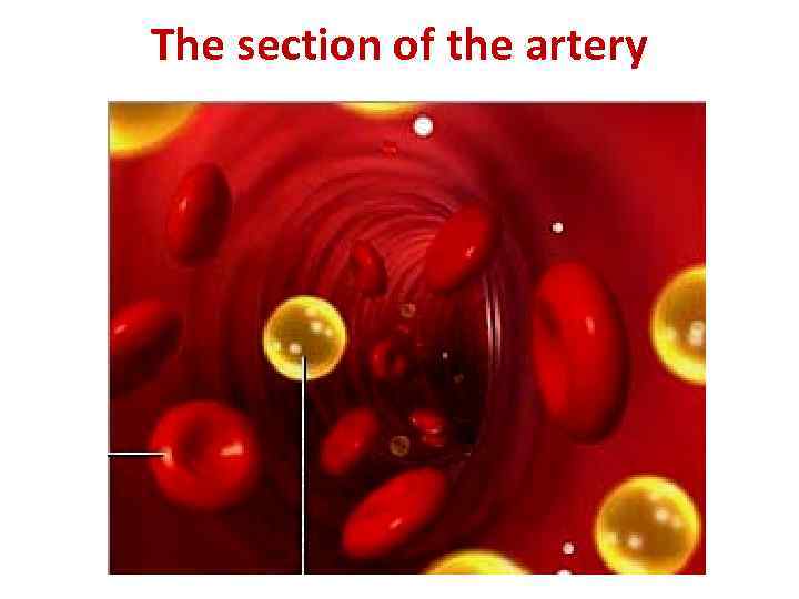 The section of the artery 