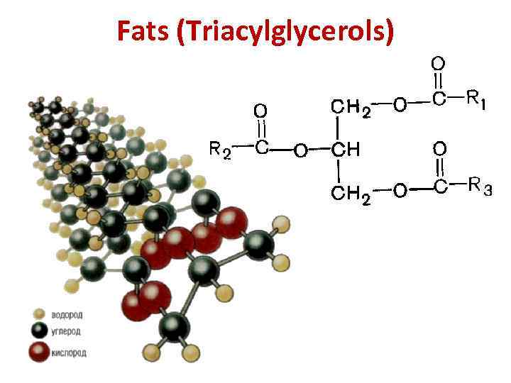 Fats (Triacylglycerols) 