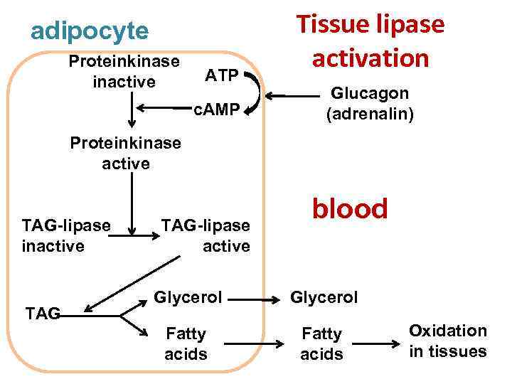 adipocyte Proteinkinase inactive АТP c. АМP Tissue lipase activation Glucagon (adrenalin) Proteinkinase active ТАG-lipase