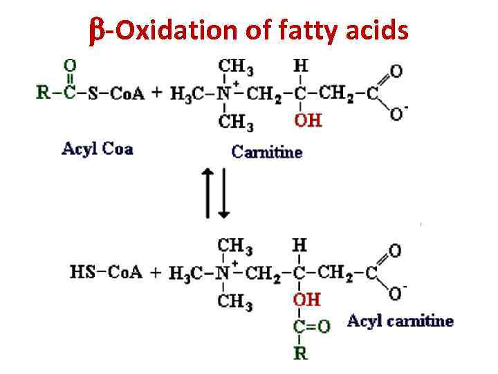  -Oxidation of fatty acids 
